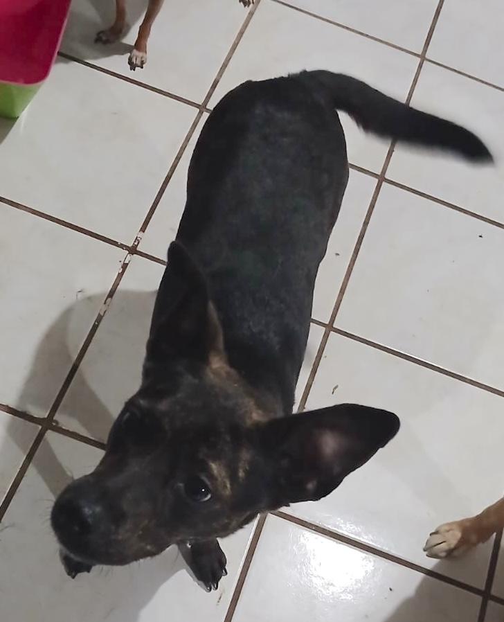 Enlarge Kira (16), a Adoptable mixed breed in Mexicali, BCN image 4/6