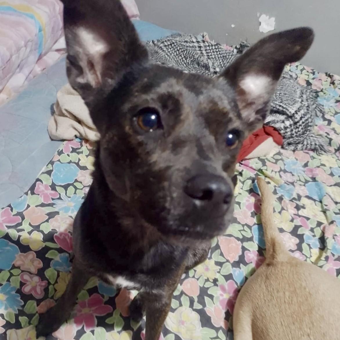 Enlarge Kira (16), a Adoptable mixed breed in Mexicali, BCN image 1/6
