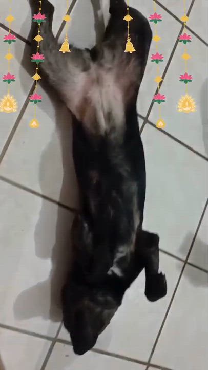 Enlarge Kira (16), a Adoptable mixed breed in Mexicali, BCN video 6/6
