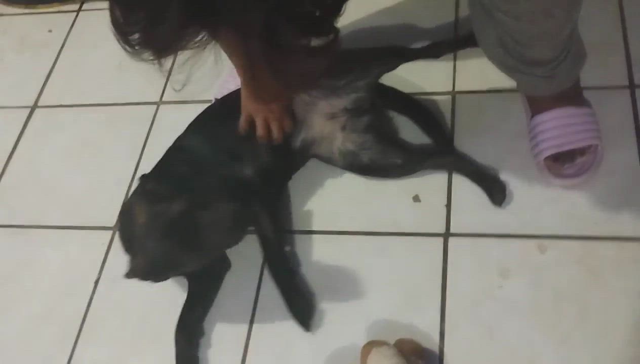 Enlarge Kira (16), a Adoptable mixed breed in Mexicali, BCN video 4/6