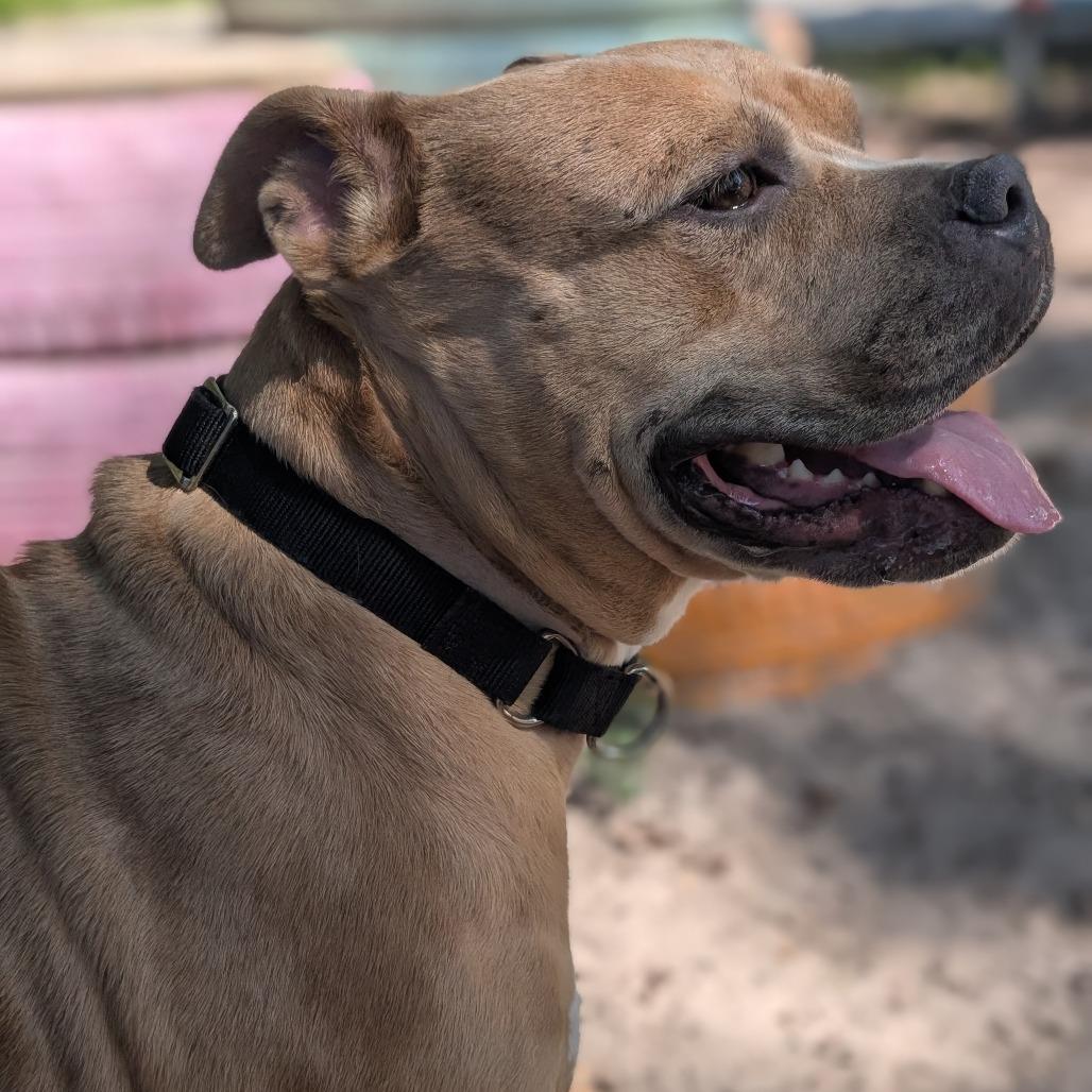 Enlarge Coco 28185, a Adoptable Mixed Breed in Middleburg, FL image 1/4