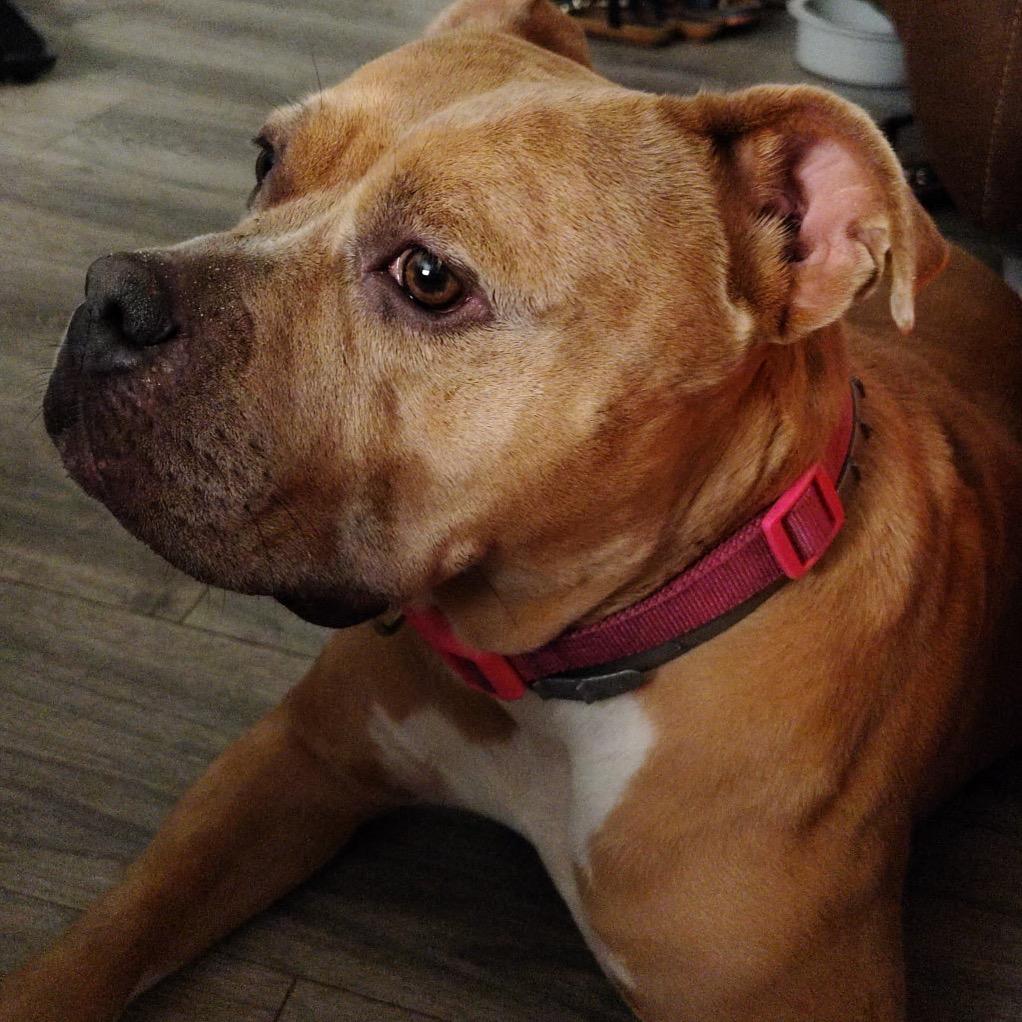 Enlarge Coco 28185, a Adoptable Mixed Breed in Middleburg, FL image 3/4