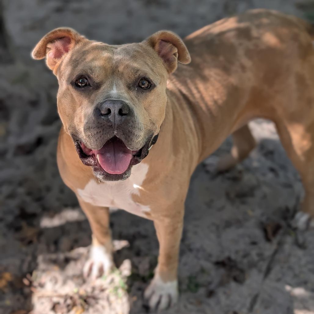 Enlarge Coco 28185, a Adoptable Mixed Breed in Middleburg, FL image 4/4