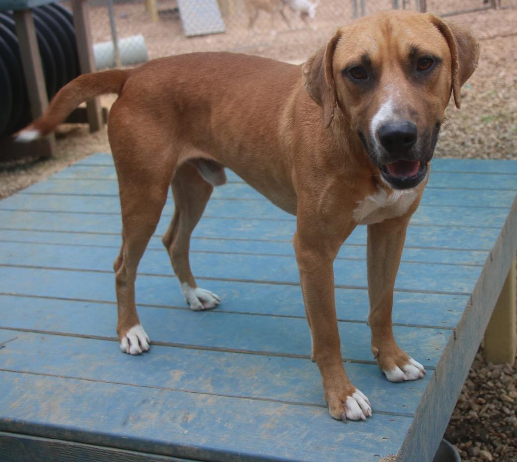 Enlarge Tractor 25, a Adoptable mixed breed in Brookhaven, MS image 1/5