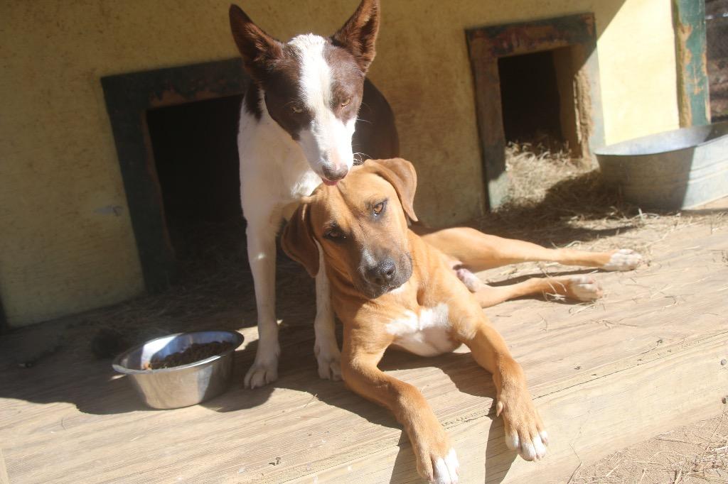 Enlarge Tractor 25, a Adoptable mixed breed in Brookhaven, MS image 2/5