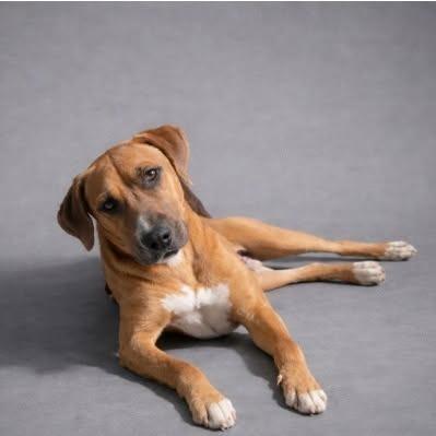 Enlarge Tractor 25, a Adoptable mixed breed in Brookhaven, MS image 1/4