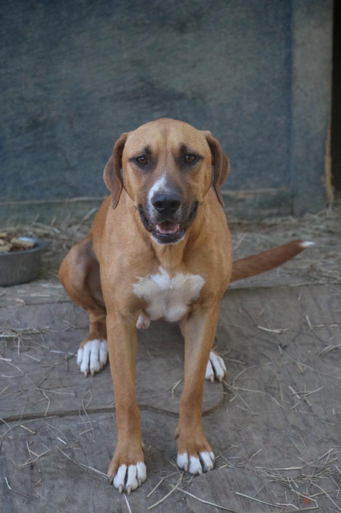 Enlarge Tractor 25, a Adoptable mixed breed in Brookhaven, MS image 3/4