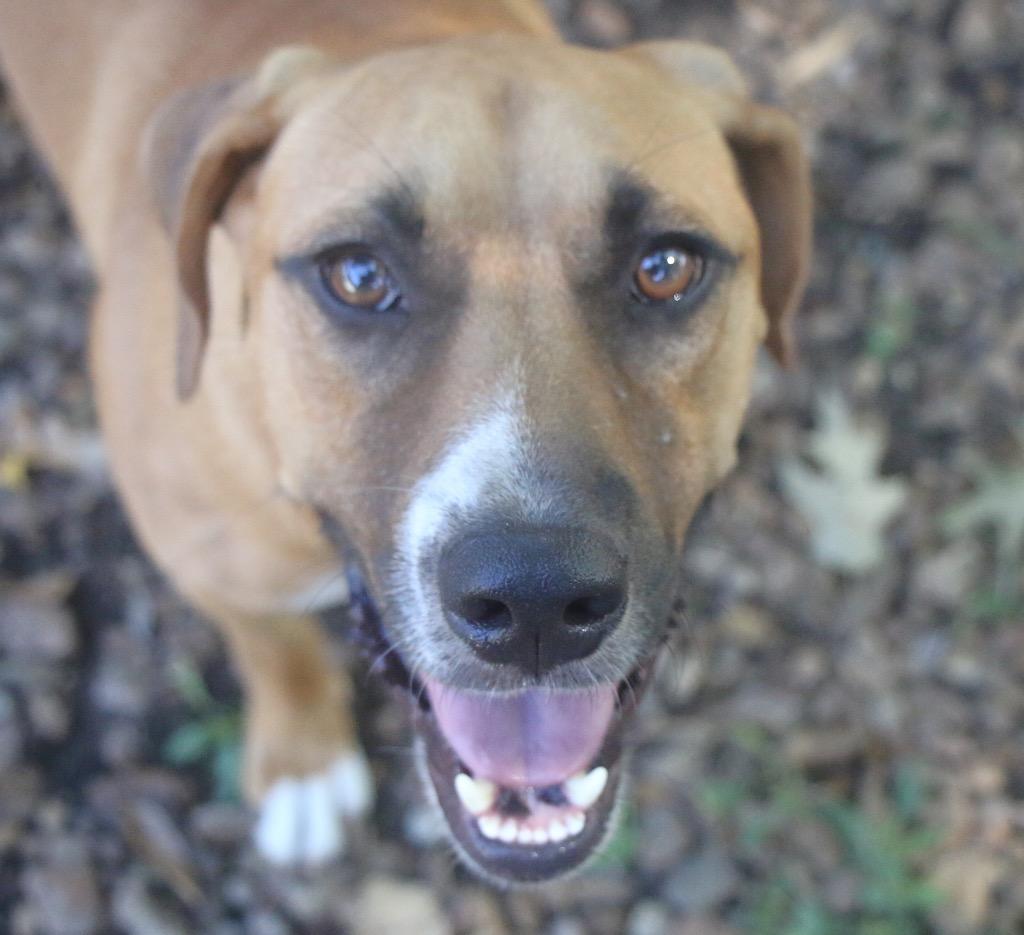Enlarge Tractor 25, a Adoptable mixed breed in Brookhaven, MS image 5/5