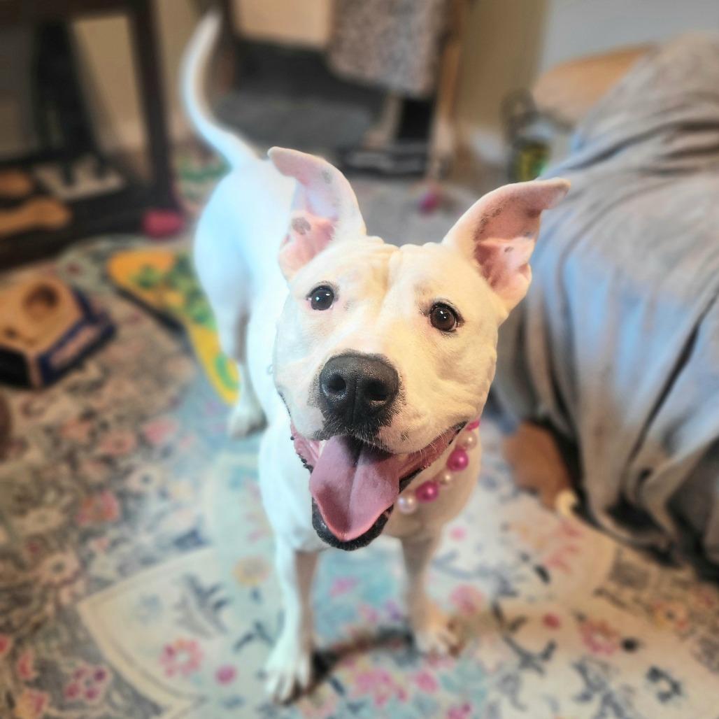 Orion, Adoptable, Adult Female Mixed Breed.