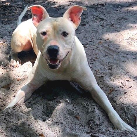 Enlarge Orion, a Adoptable Mixed Breed in Port Charlotte, FL image 2/6