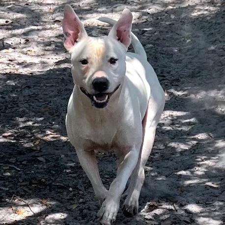 Orion — thumbnail 3