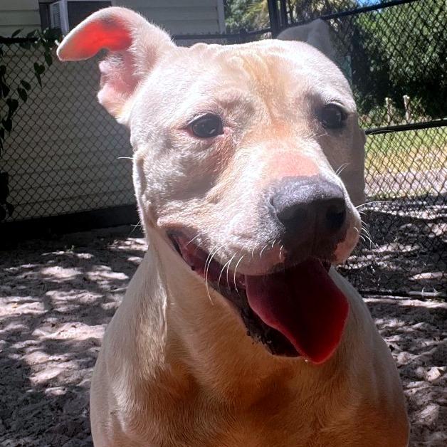 Orion — thumbnail 4