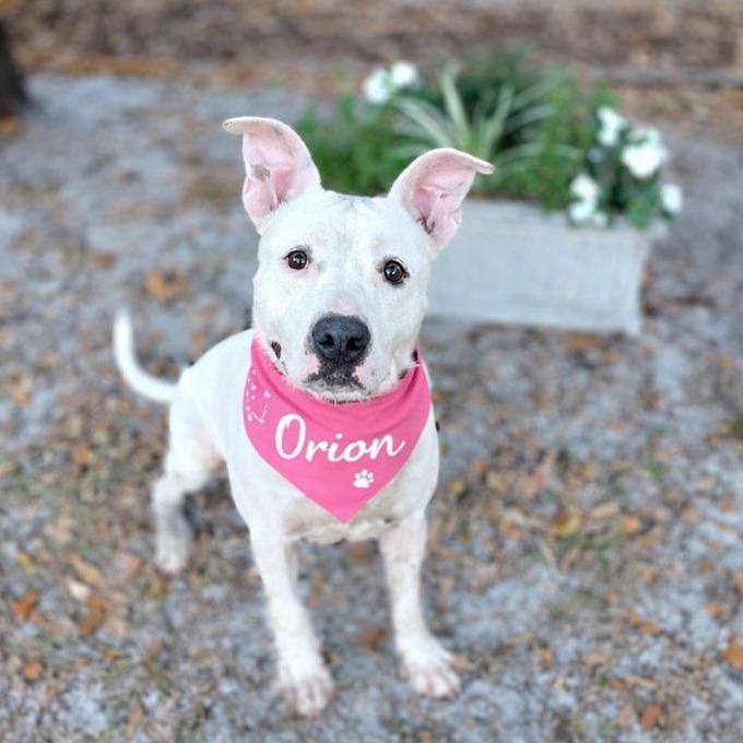 Enlarge Orion, a Adoptable Mixed Breed in Port Charlotte, FL image 5/6