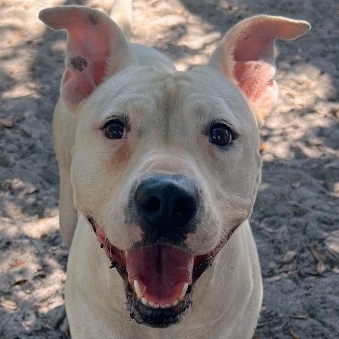 Orion — thumbnail 6