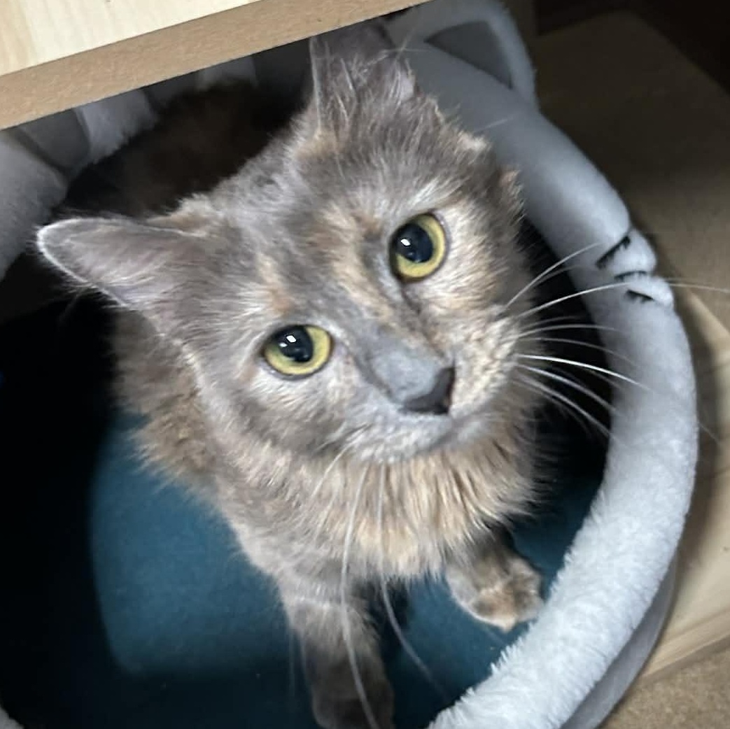 Enlarge Betty, an adopted mixed breed in The Colony, TX image 1/3