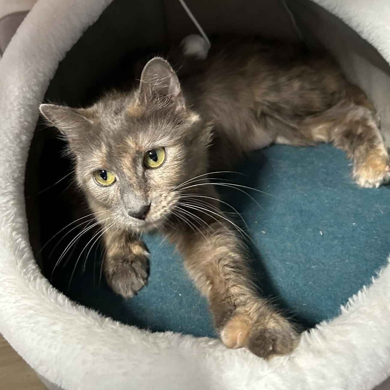 Enlarge Betty, an adopted mixed breed in The Colony, TX image 2/3