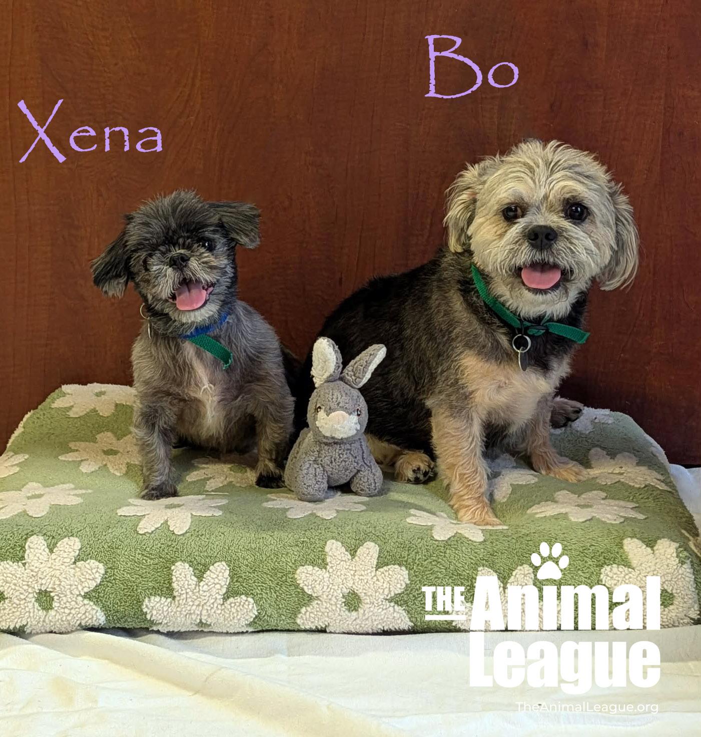 Xena, a Adoptable mixed breed in Groveland, FL image 4/4