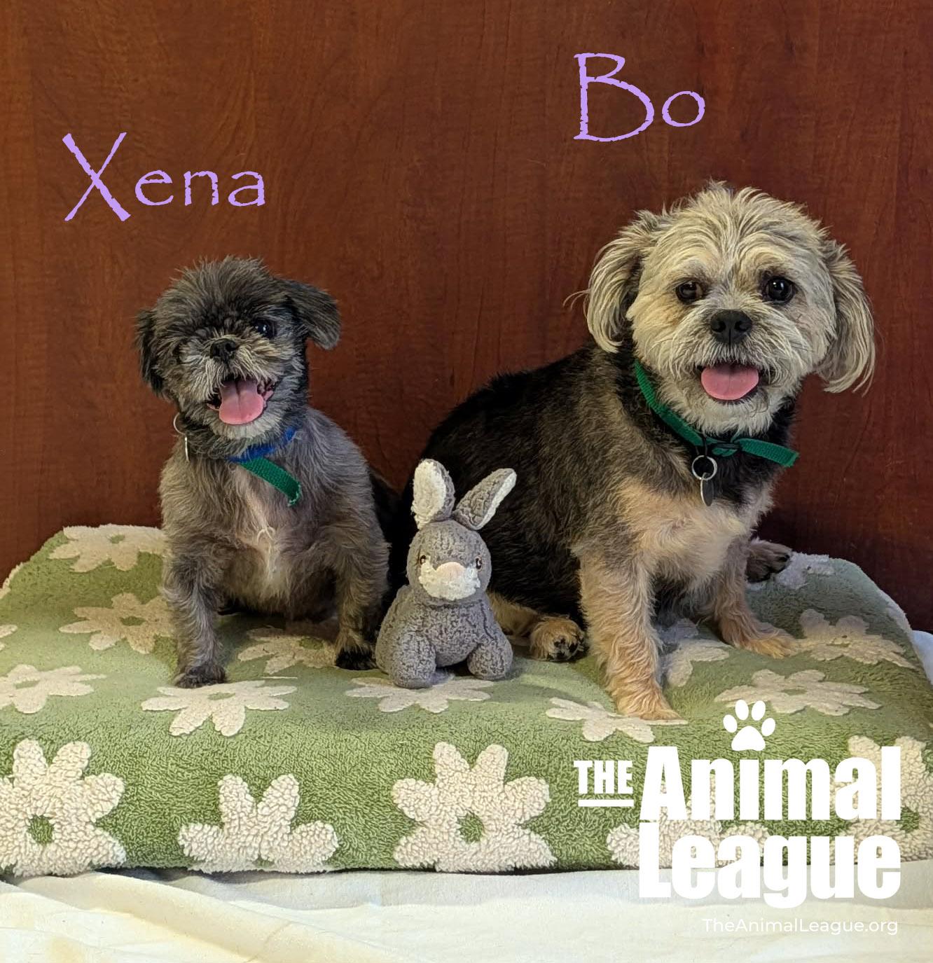 Xena, a Adoptable mixed breed in Groveland, FL image 3/4