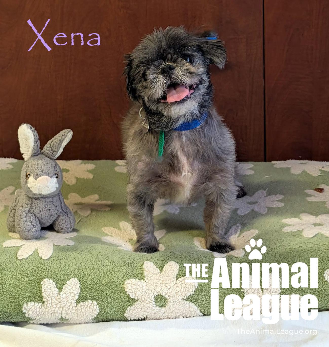 Xena, a Adoptable mixed breed in Groveland, FL image 2/4