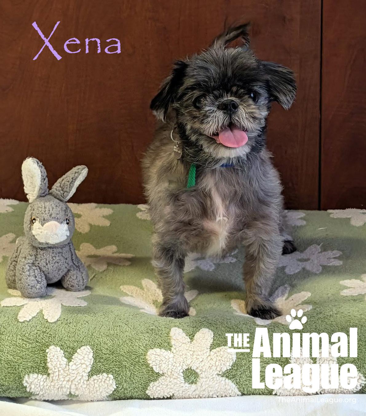 Xena, Adoptable, Adult Female Shih Tzu.