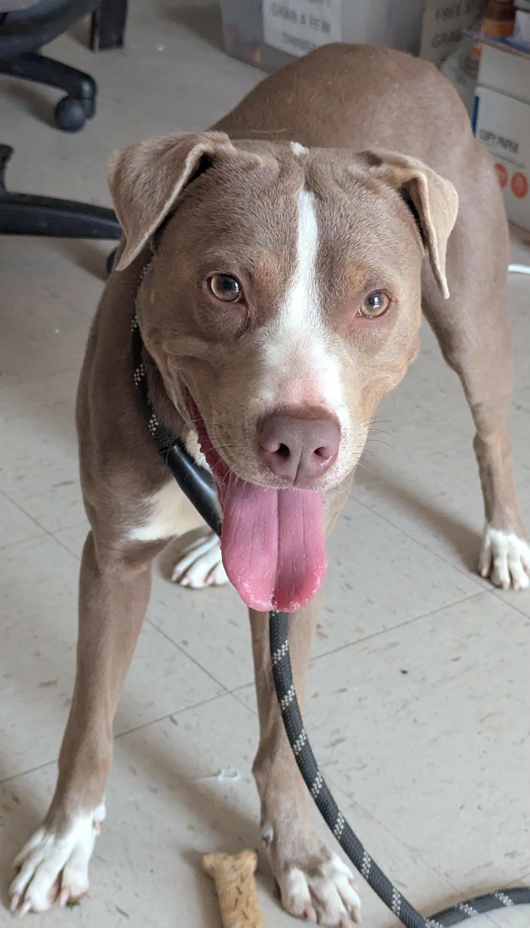 MOOKIE, an adopted mixed breed in Waverly, TN image 2/2