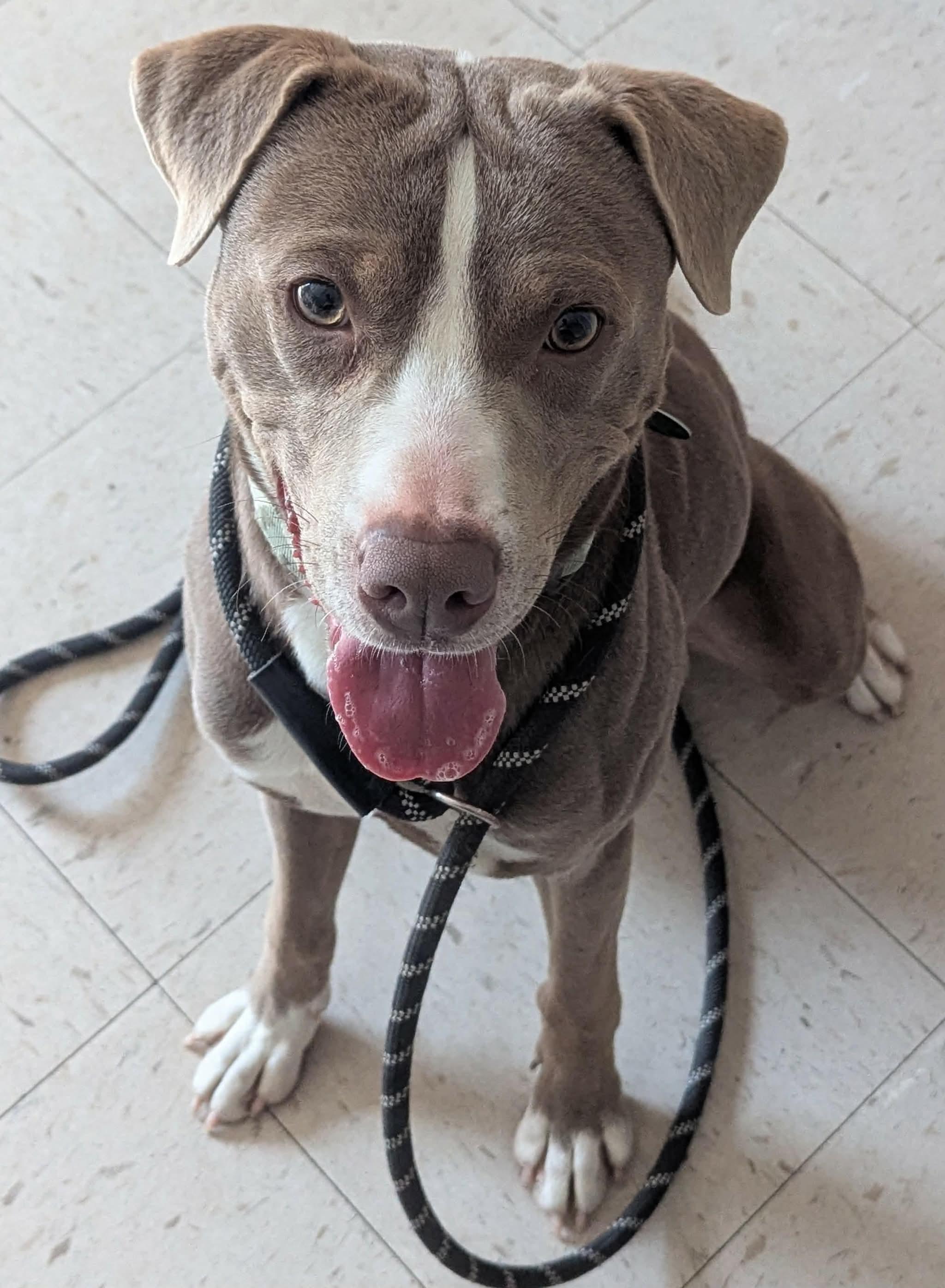 MOOKIE, adopted, Young Male Terrier.