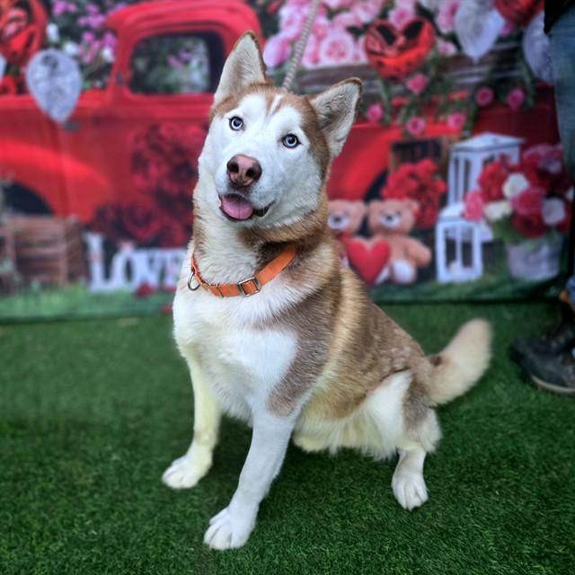 LIAM, Adoptable, Young Male Siberian Husky.