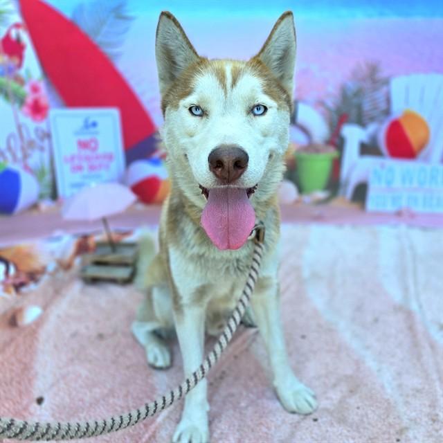 LIAM, Adoptable, Young Male Siberian Husky.