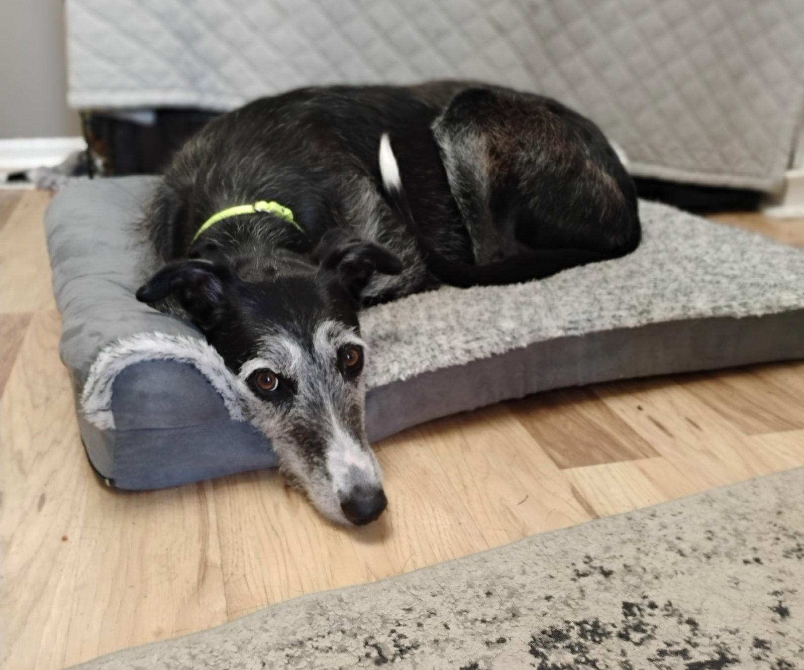 Nelly, Adoptable, Adult Female Irish Wolfhound & Greyhound.