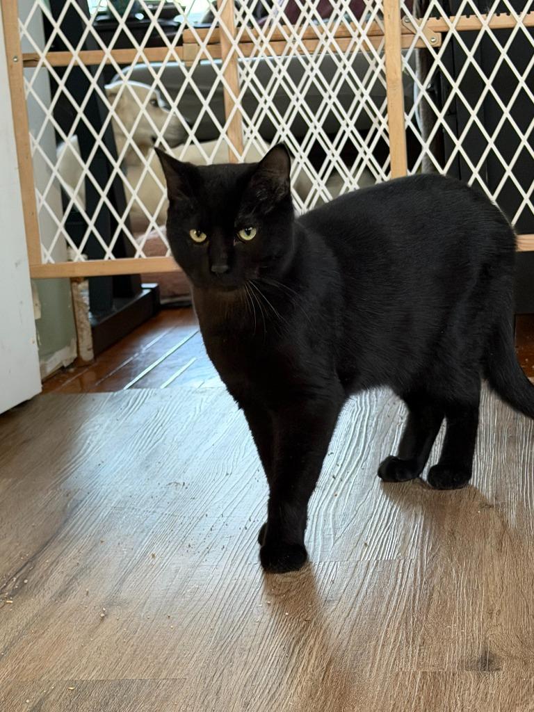 Clawd(ia), Adoptable, Young Male Domestic Short Hair.