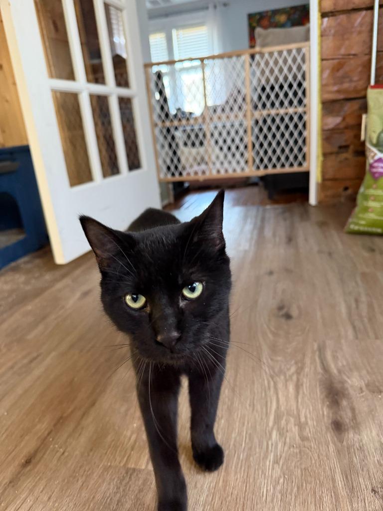 Clawd(ia), a Adoptable Domestic Short Hair in Cloquet, MN image 2/3
