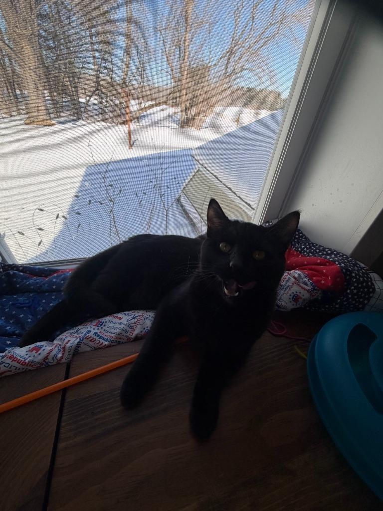 Clawd(ia), a Adoptable Domestic Short Hair in Cloquet, MN image 3/3