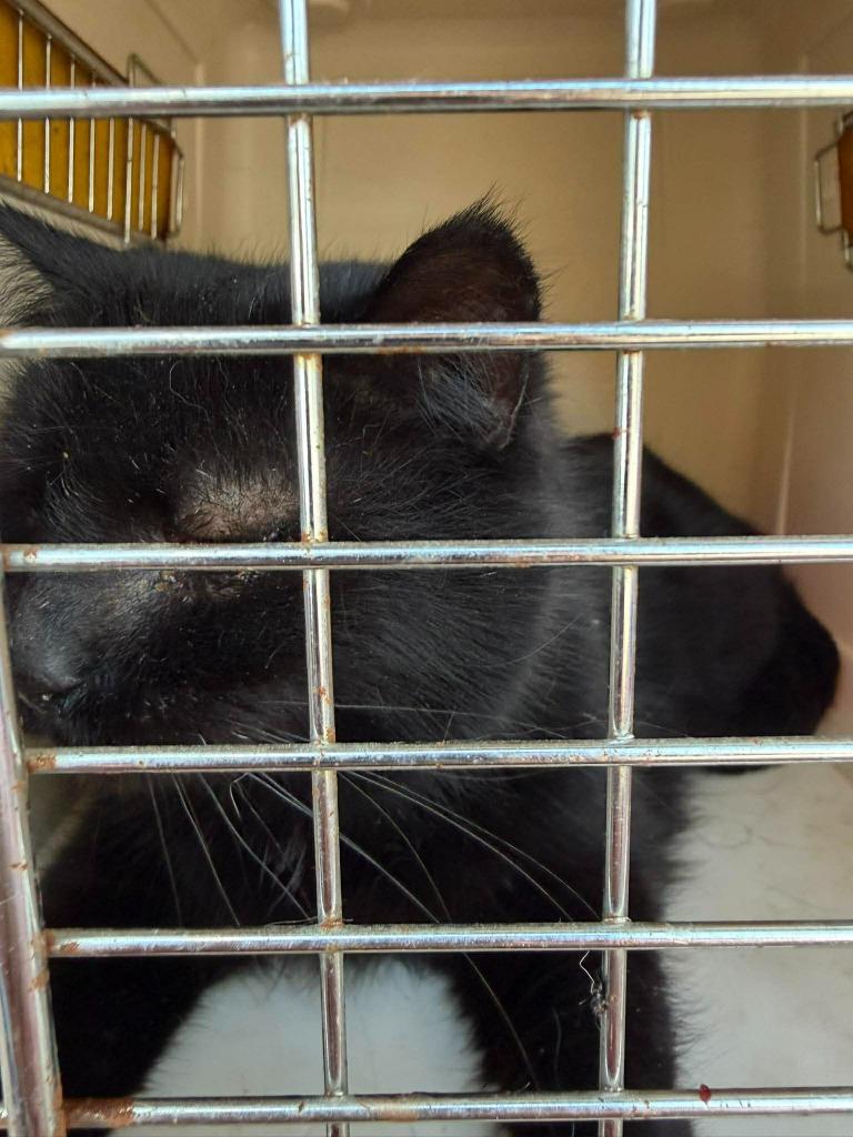 Enlarge Clawd(ia), a Adoptable Domestic Short Hair in Cloquet, MN image 1/1