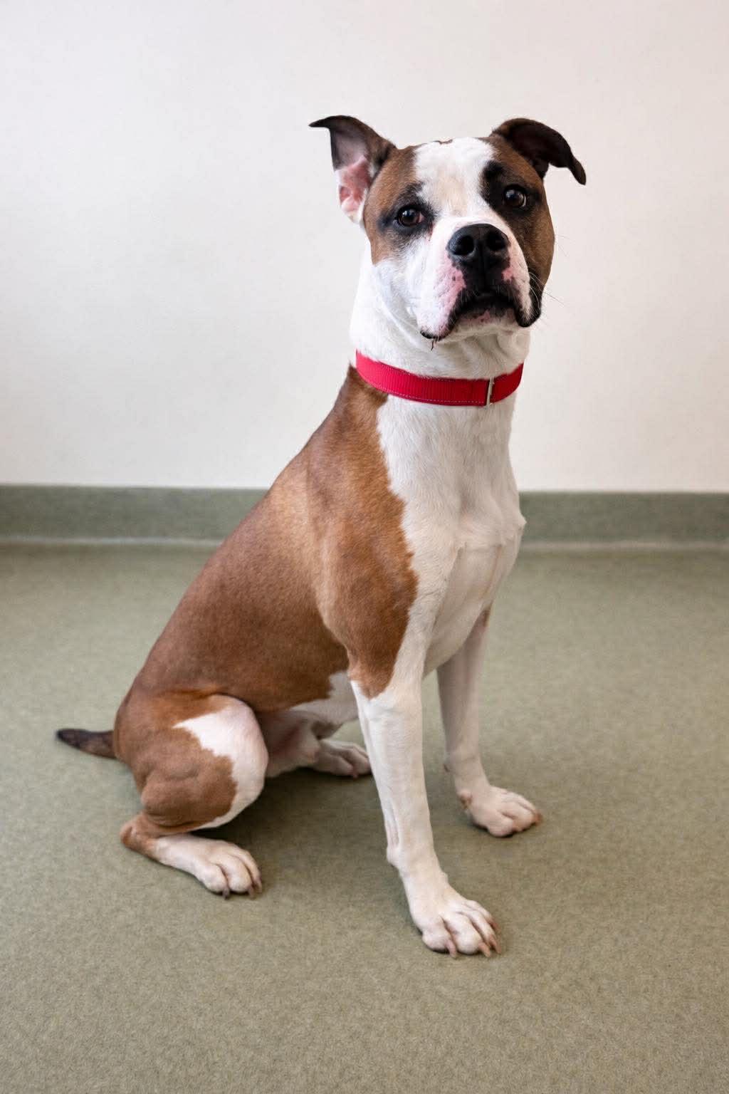 Enlarge Tom, a ADOPTABLE Boxer in Ionia, MI image 2/6