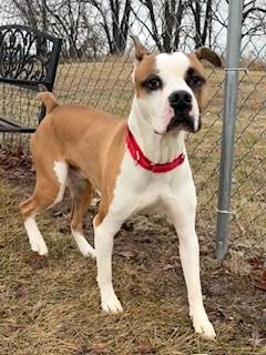 Enlarge Tom, a ADOPTABLE Boxer in Ionia, MI image 4/6