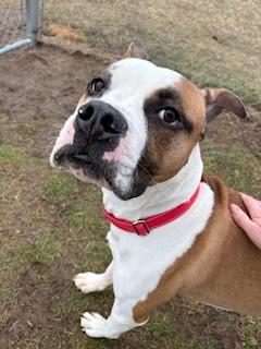 Tom, ADOPTABLE, Adult Male Boxer.
