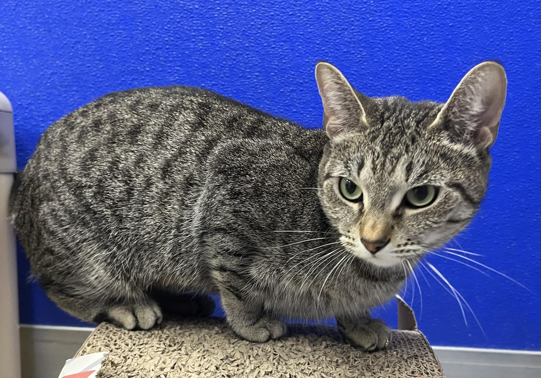 Enlarge Whisper, a Adoptable Tabby in Dunkirk, NY image 1/1