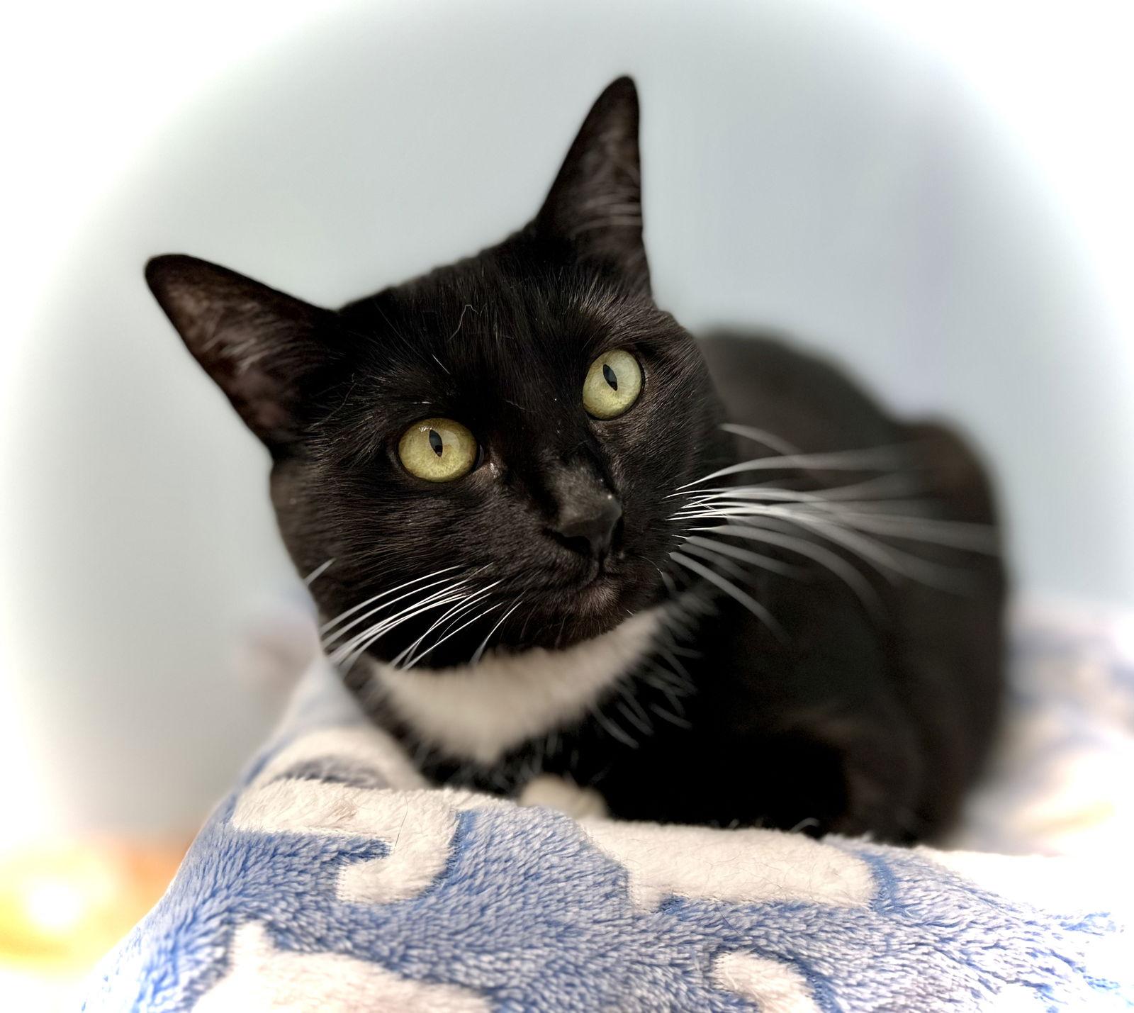 Jesse, Adoptable, Adult Female Domestic Short Hair.