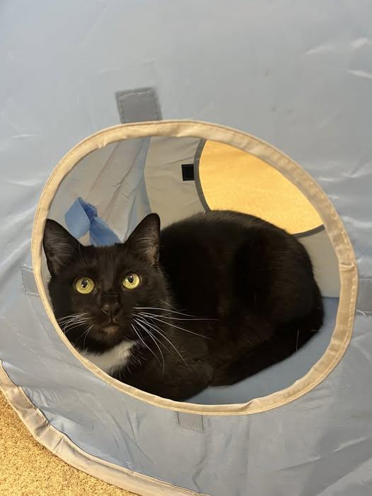 Enlarge Jesse, a Adoptable Domestic Short Hair in Brick, NJ image 2/3