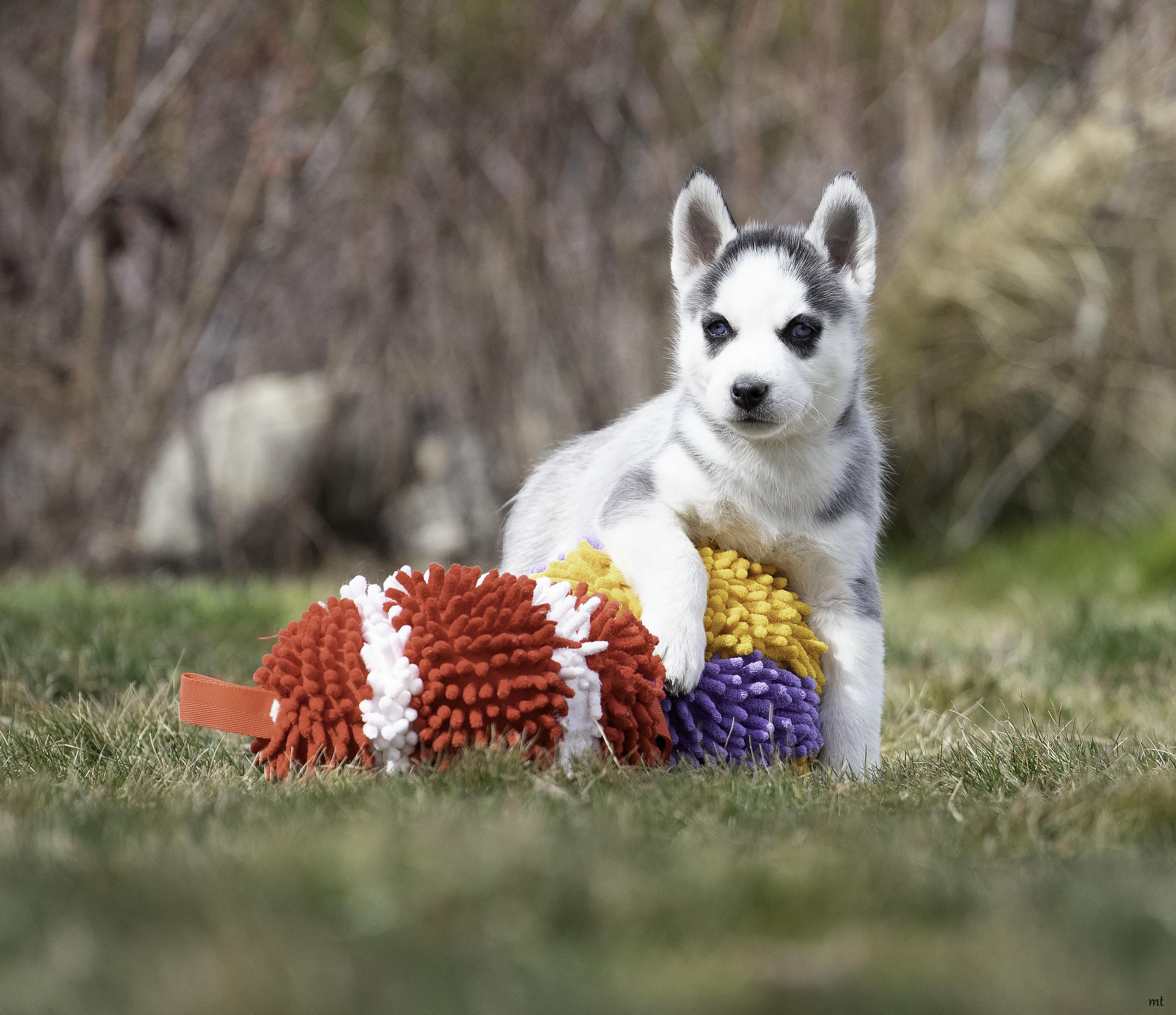 Tundra, Adoptable, Puppy Female Husky.