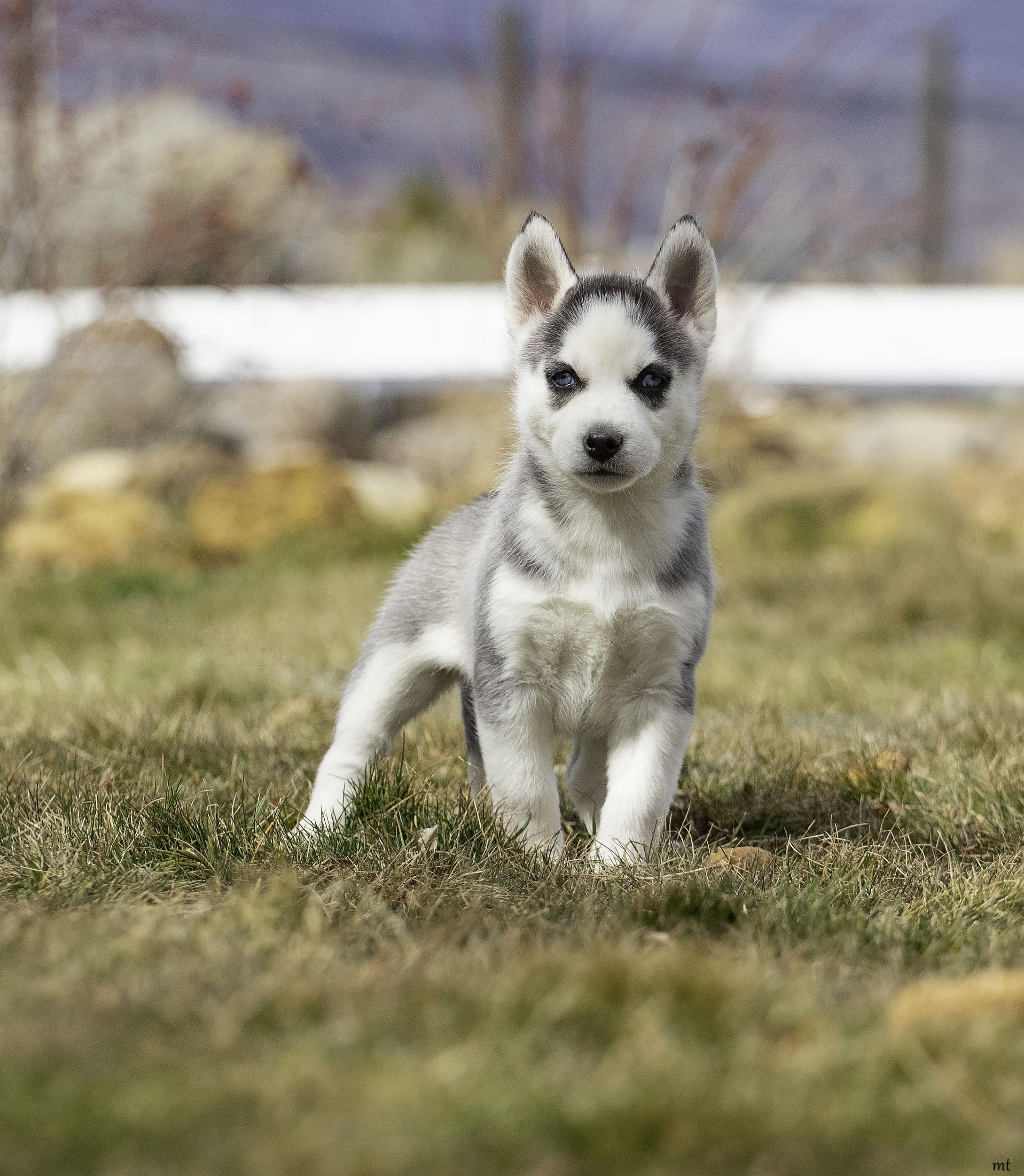Enlarge Tundra, a Adoptable Husky in Washoe Valley, NV image 3/3