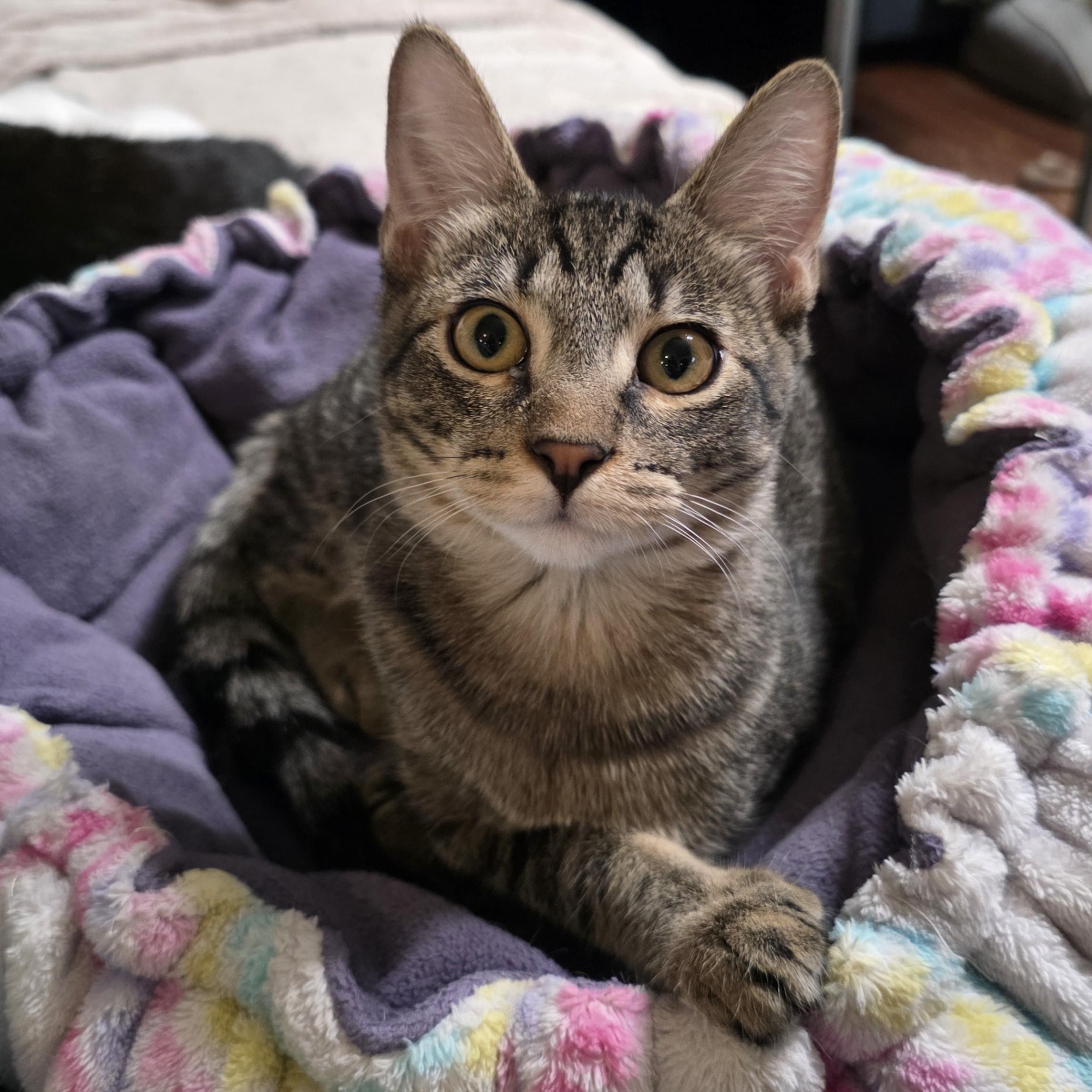 Enlarge Ma'at, a Adoptable mixed breed in Litchfield Park, AZ image 1/5