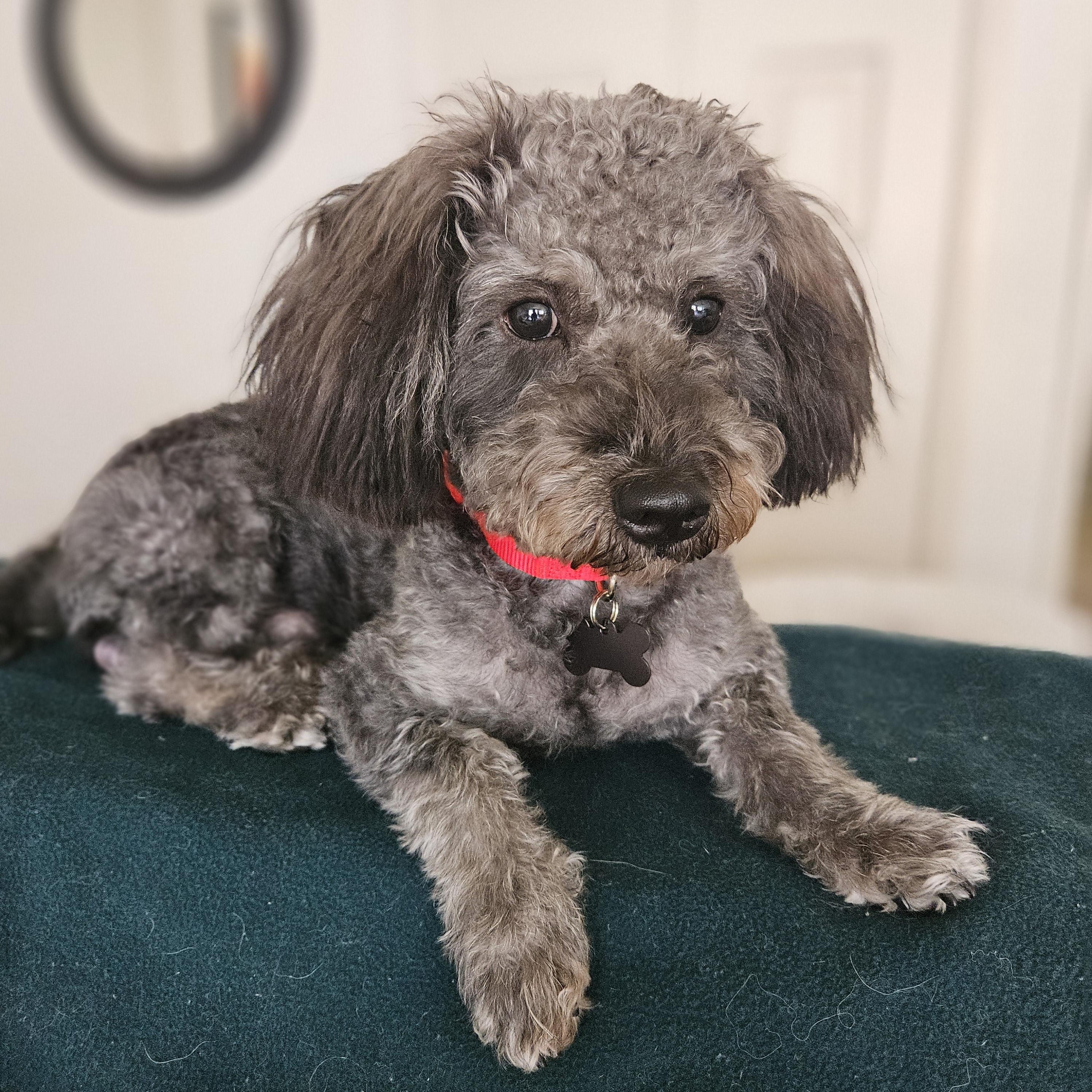 Enlarge Remarkable Riley, a ADOPTABLE mixed breed in Carlsbad, CA image 2/3