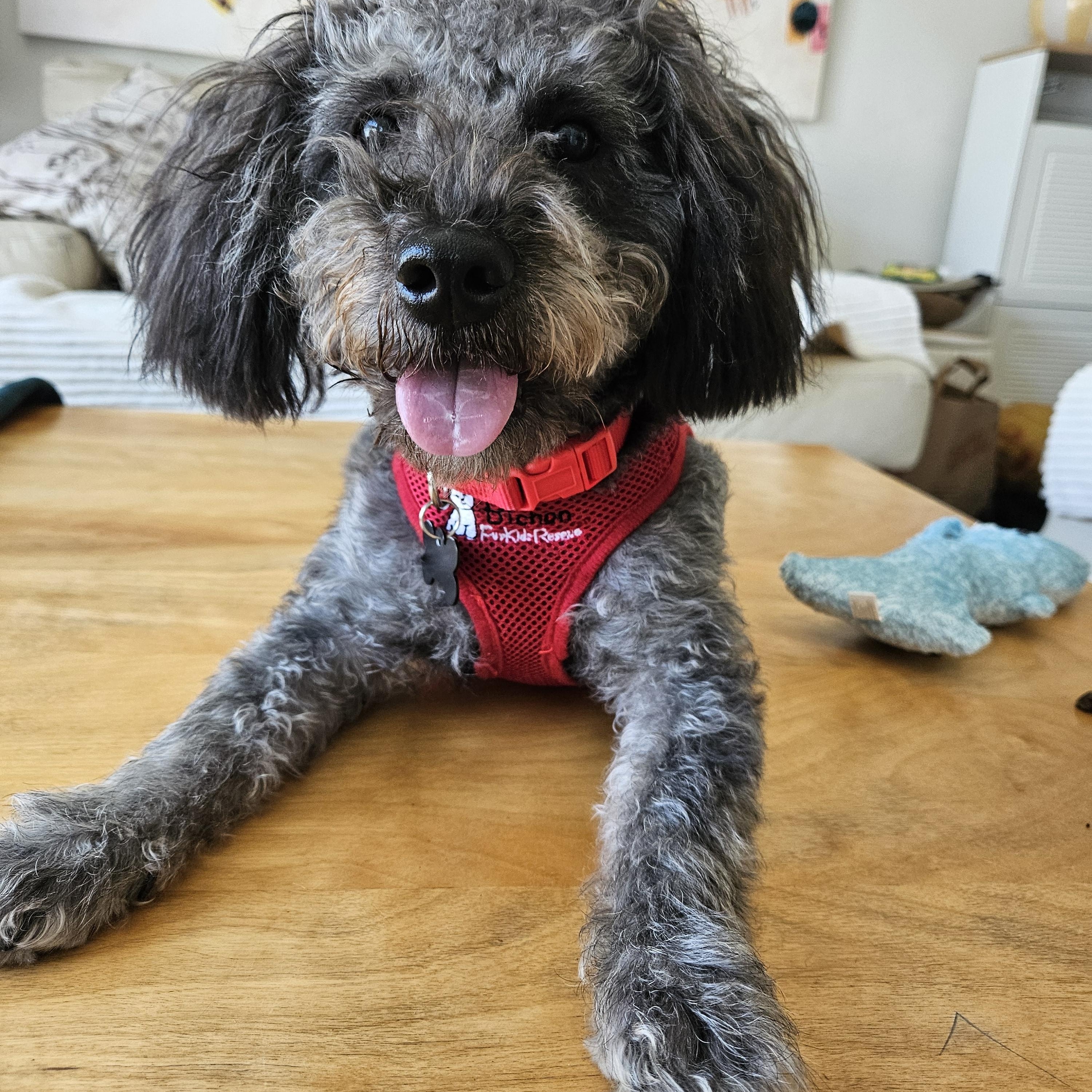 Remarkable Riley, ADOPTABLE, Puppy Male Schnoodle.