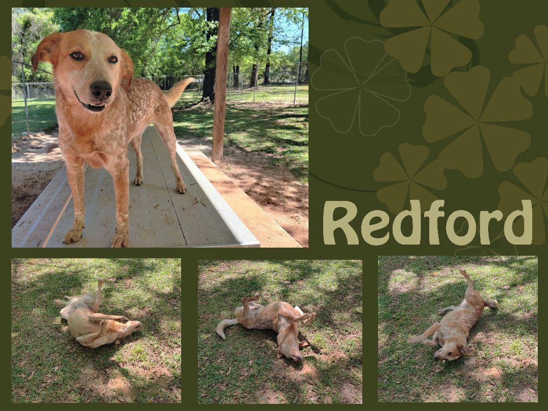 Redford, a Adoptable mixed breed in Ozark, AL image 1/10