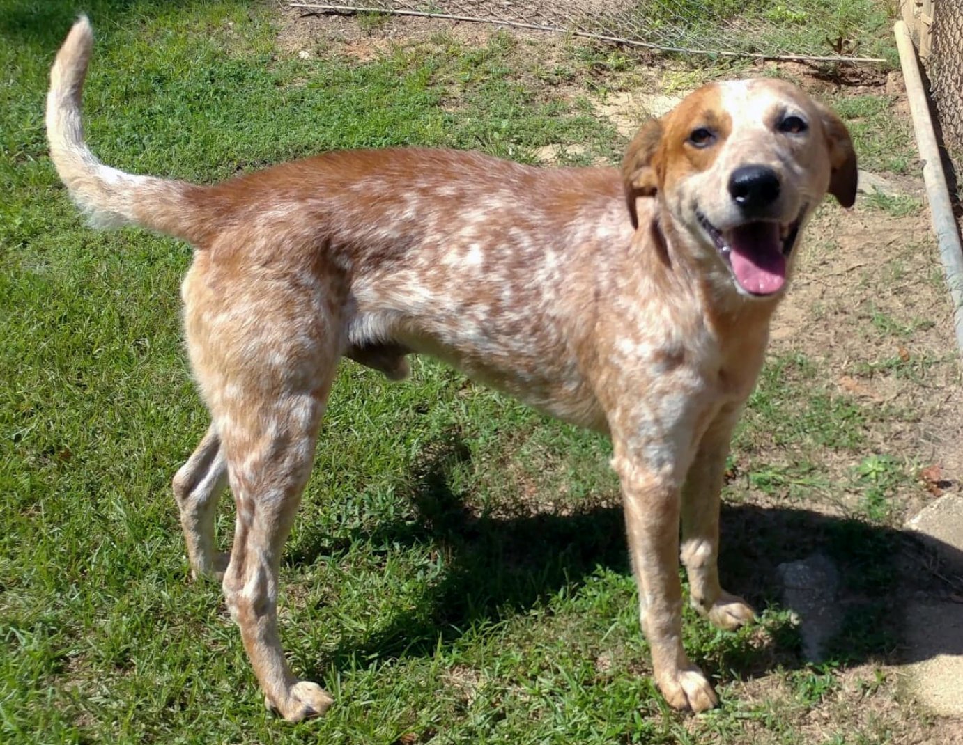 Redford, a Adoptable mixed breed in Ozark, AL image 2/10