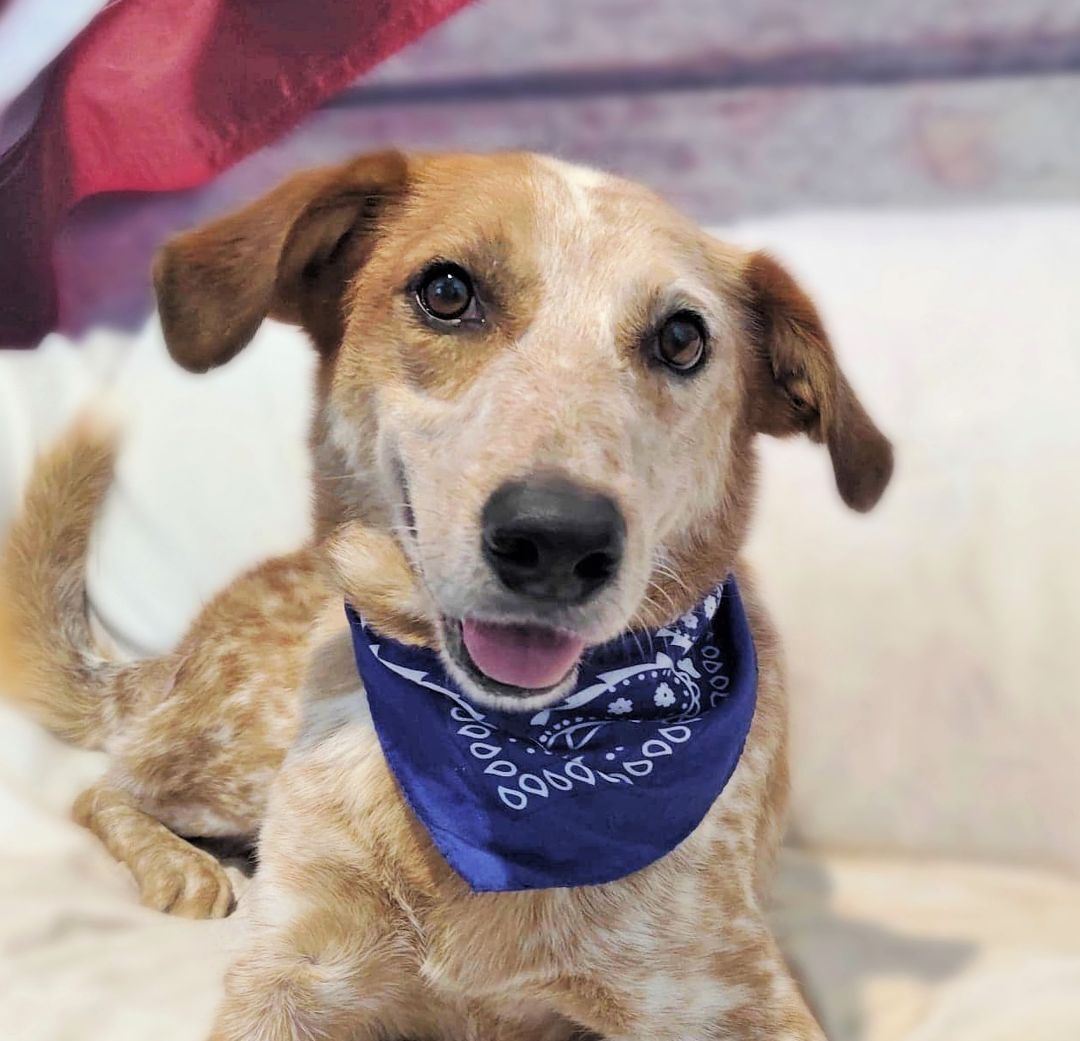 Redford, a Adoptable mixed breed in Ozark, AL image 3/10