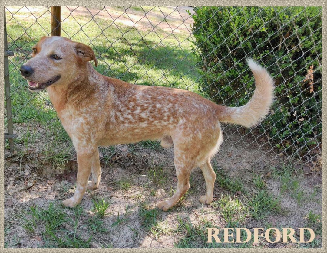 Redford, a Adoptable mixed breed in Ozark, AL image 4/10