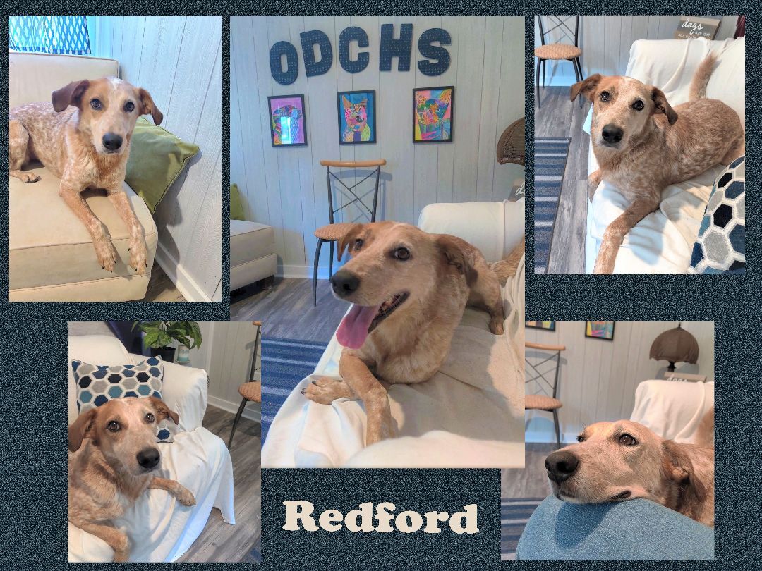 Redford, a Adoptable mixed breed in Ozark, AL image 5/10