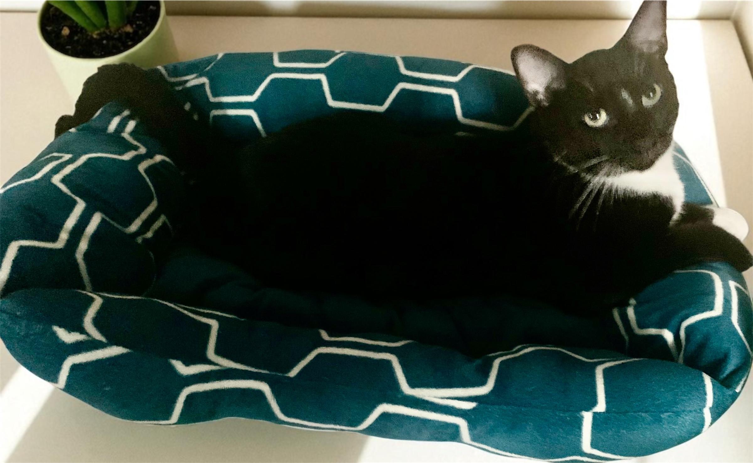 Chip, a Adoptable Domestic Short Hair in Brooklyn, NY image 2/4